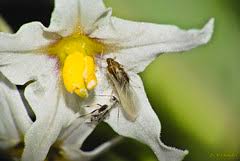 Attēlu rezultāti vaicājumam “Psococerastis gibbosa”