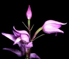 Attēlu rezultāti vaicājumam “Cephalanthera rubra bud”