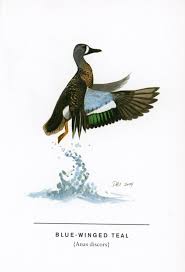 Image result for Anas discors