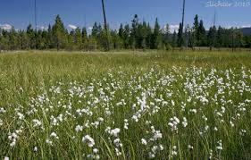 Attēlu rezultāti vaicājumam “Eriophorum gracile fruit”
