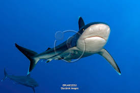 Image result for Carcharhinus albimarginatus