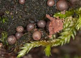 Attēlu rezultāti vaicājumam “Lycogala sphaeroconicum macro”