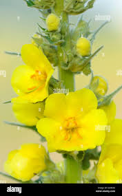 Attēlu rezultāti vaicājumam “Verbascum densiflorum”