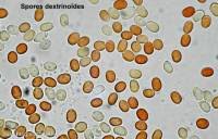 Attēlu rezultāti vaicājumam “Leucogyrophana mollusca”