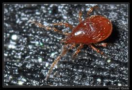 Attēlu rezultāti vaicājumam “Mesostigmata”