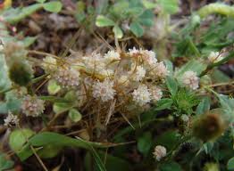 Attēlu rezultāti vaicājumam “Cuscuta epithymum subsp. trifolii”