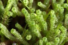 Attēlu rezultāti vaicājumam “Paludella squarrosa”