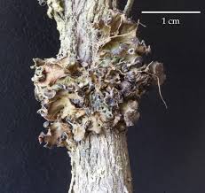 Attēlu rezultāti vaicājumam “Cetraria sepincola”