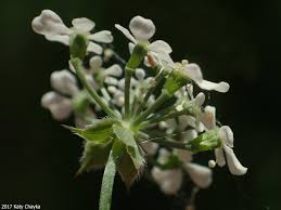 Attēlu rezultāti vaicājumam “Anthriscus sylvestris fruit”