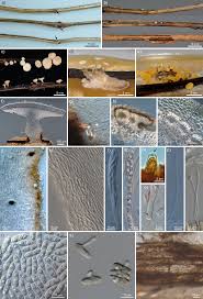 Attēlu rezultāti vaicājumam “Stemonitopsis subcaespitosa spores”