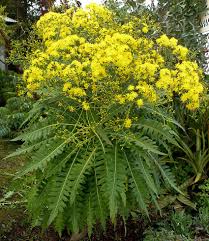 Attēlu rezultāti vaicājumam “Sonchus”