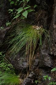 Attēlu rezultāti vaicājumam “Trichophorum cespitosum”