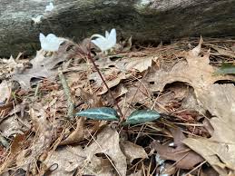 Attēlu rezultāti vaicājumam “Moneses uniflora”