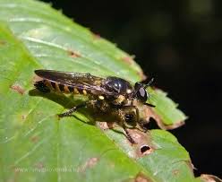 Attēlu rezultāti vaicājumam “Choerades sp.”