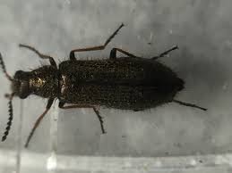 Attēlu rezultāti vaicājumam “Dasytes caeruleus imago”