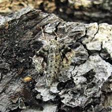 Attēlu rezultāti vaicājumam “Agriopis marginaria”