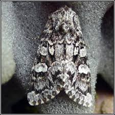 Attēlu rezultāti vaicājumam “Papestra biren”