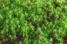 Attēlu rezultāti vaicājumam “Polytrichum juniperinum sporophyte”