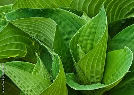 Attēlu rezultāti vaicājumam “Hosta sp. leaf”