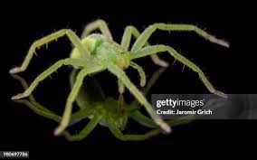 Attēlu rezultāti vaicājumam “Micrommata virescens”