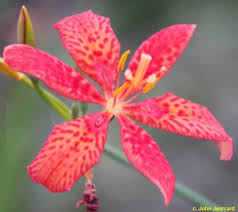 Image result for Pardancanda norrisii