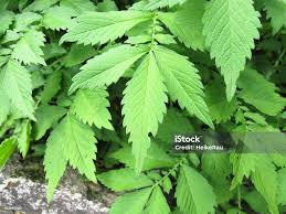 Attēlu rezultāti vaicājumam “Agrimonia pilosa”