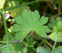 Attēlu rezultāti vaicājumam “Geranium molle leaf”