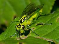 Attēlu rezultāti vaicājumam “Tenthredo scrophulariae exuvia”