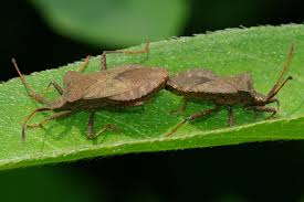 Attēlu rezultāti vaicājumam “Coreus marginatus imago”