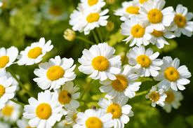 Image result for Tanacetum parthenium