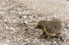 Attēlu rezultāti vaicājumam “Insectivora”