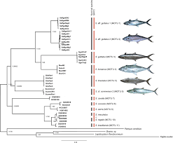 Image result for Polysteganus undulosus