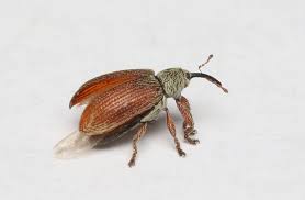 Attēlu rezultāti vaicājumam “Brachonyx pineti”