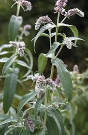 Attēlu rezultāti vaicājumam “Mentha longifolia”
