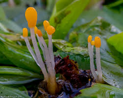 Attēlu rezultāti vaicājumam “Mitrula paludosa”