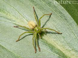 Attēlu rezultāti vaicājumam “Micrommata virescens”