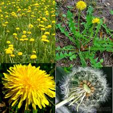 Attēlu rezultāti vaicājumam “Taraxacum officinale aggr.”