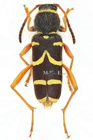 Attēlu rezultāti vaicājumam “Clytus arietis”