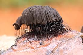 Attēlu rezultāti vaicājumam “Stemonitis fusca spores”