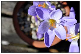 Attēlu rezultāti vaicājumam “Crocus speciosus”
