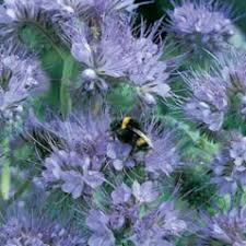 Image result for Phacelia