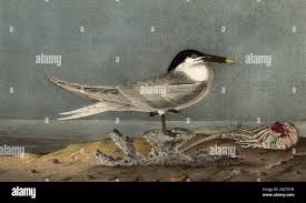 Image result for Sterna acuflavida