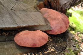 Attēlu rezultāti vaicājumam “Fistulina hepatica”