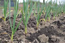 Attēlu rezultāti vaicājumam “Allium sativum”