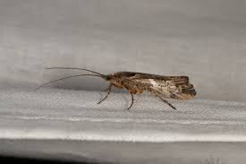 Attēlu rezultāti vaicājumam “Glyphotaelius pellucidus”