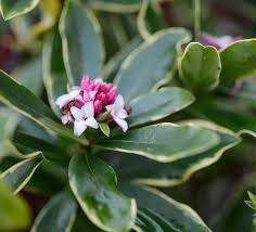 Attēlu rezultāti vaicājumam “Daphne mezereum flower”