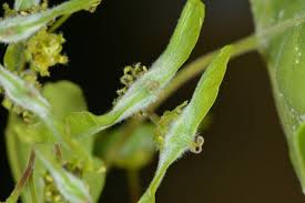 Attēlu rezultāti vaicājumam “Sawadaea tulasnei”