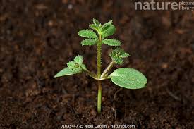 Attēlu rezultāti vaicājumam “Galium aparine leaf”