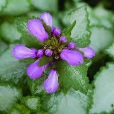 Attēlu rezultāti vaicājumam “Lamium maculatum”