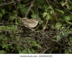 Image result for Locustella naevia